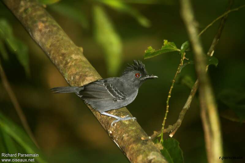 Black-headed Antbird male adult