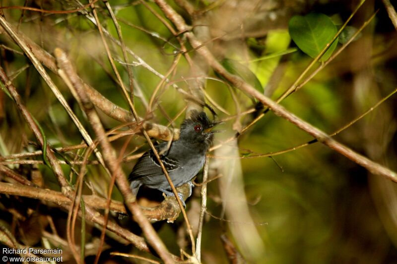 Black-headed Antbird male adult