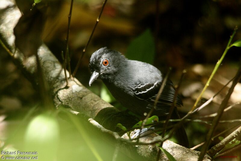 Black-headed Antbirdadult