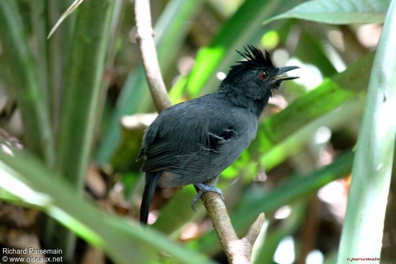 Black-headed Antbirdadult