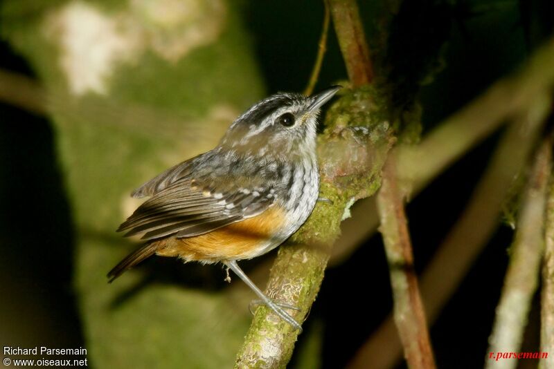 Guianan Warbling Antbird male adult