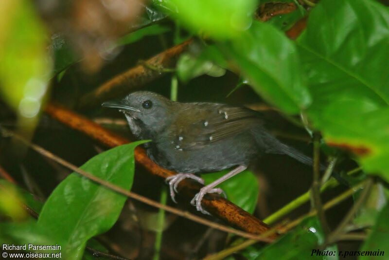 Black-throated Antbird male adult