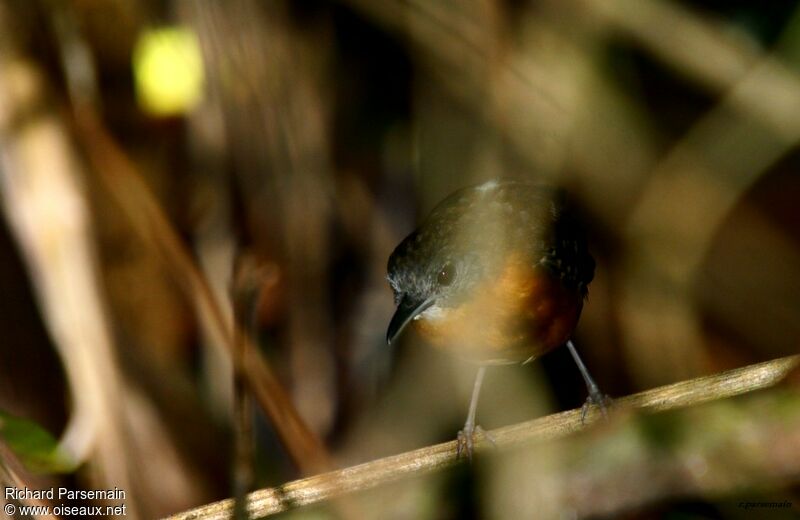 Black-throated Antbird female adult