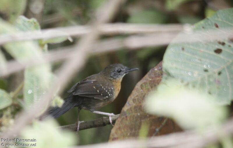 Black-throated Antbirdadult, walking