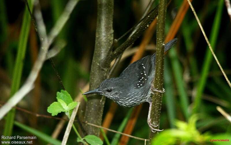 Silvered Antbird male adult, habitat, pigmentation, Behaviour