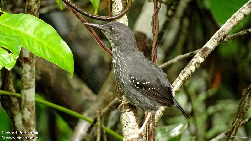 Silvered Antbird male adult