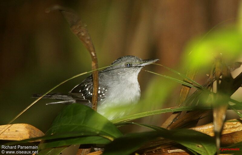 Spot-winged Antbird male adult