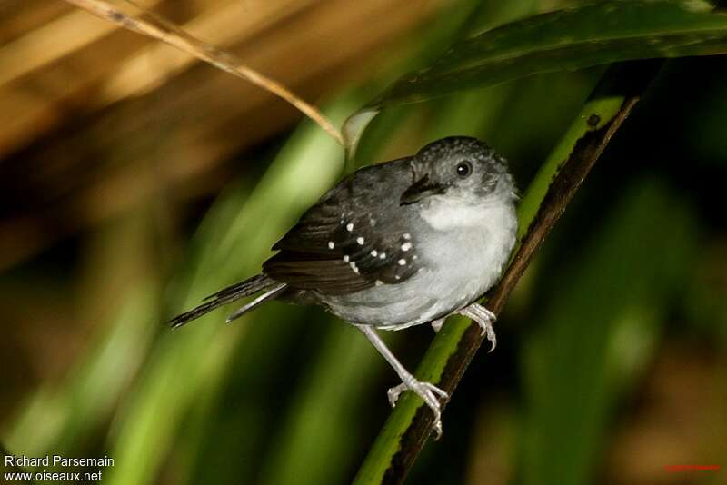 Spot-winged Antbird male adult, identification