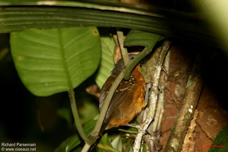 Spot-winged Antbird female adult