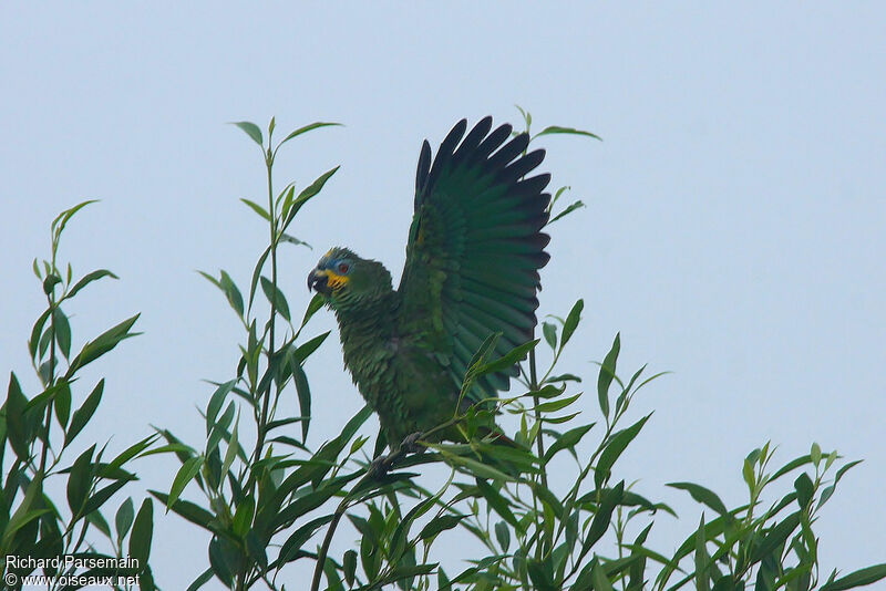 Orange-winged Amazonadult