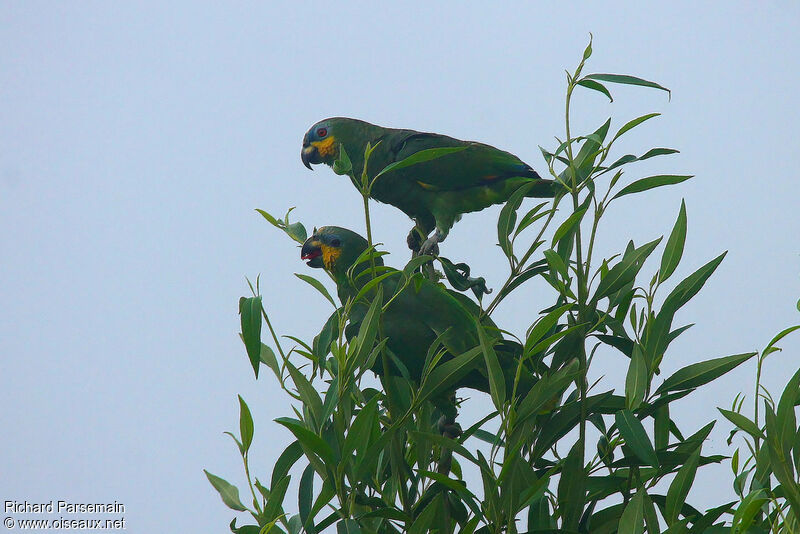 Orange-winged Amazon adult