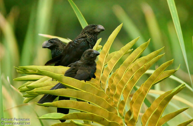 Smooth-billed Aniadult