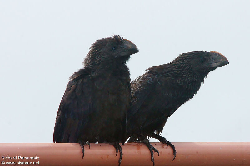 Smooth-billed Aniadult