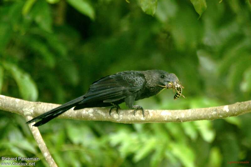 Smooth-billed Aniadult, feeding habits