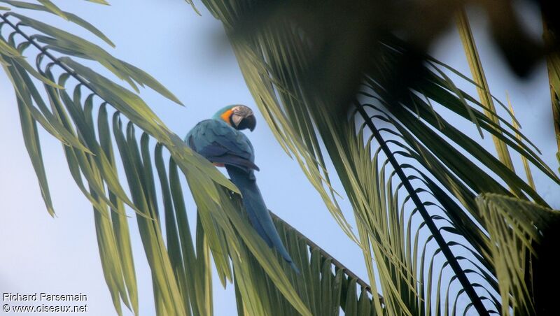 Blue-and-yellow Macawadult