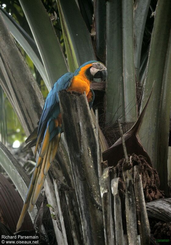 Blue-and-yellow Macawadult