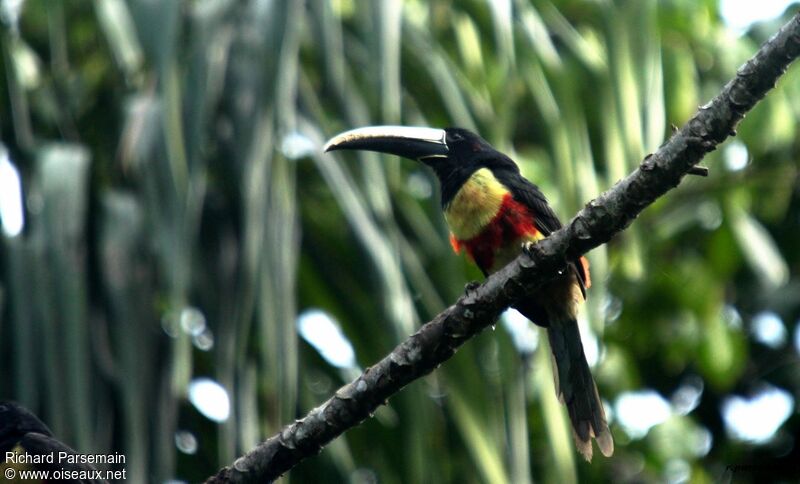 Black-necked Aracariadult