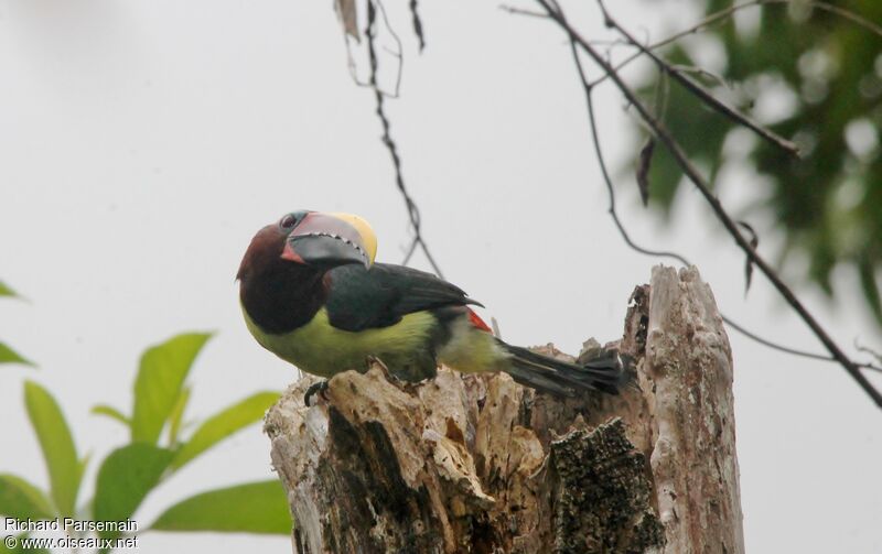 Green Aracari