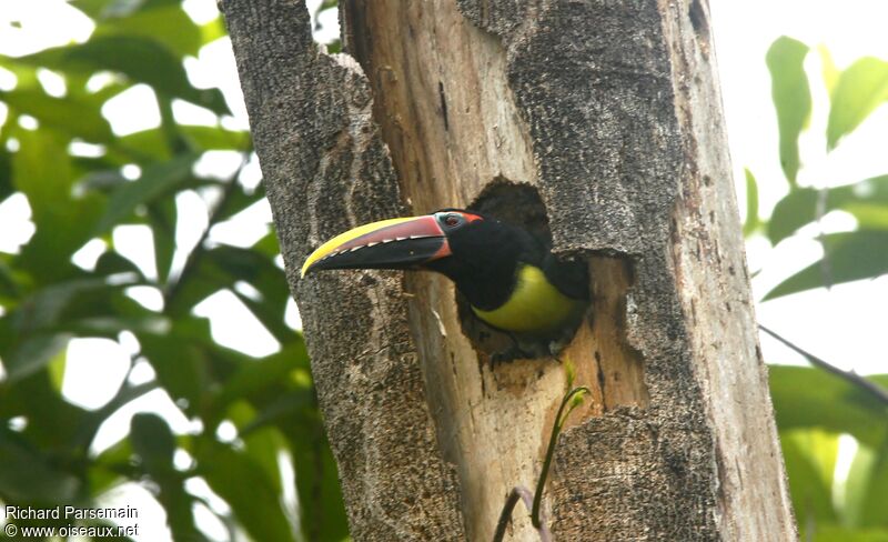 Green Aracari