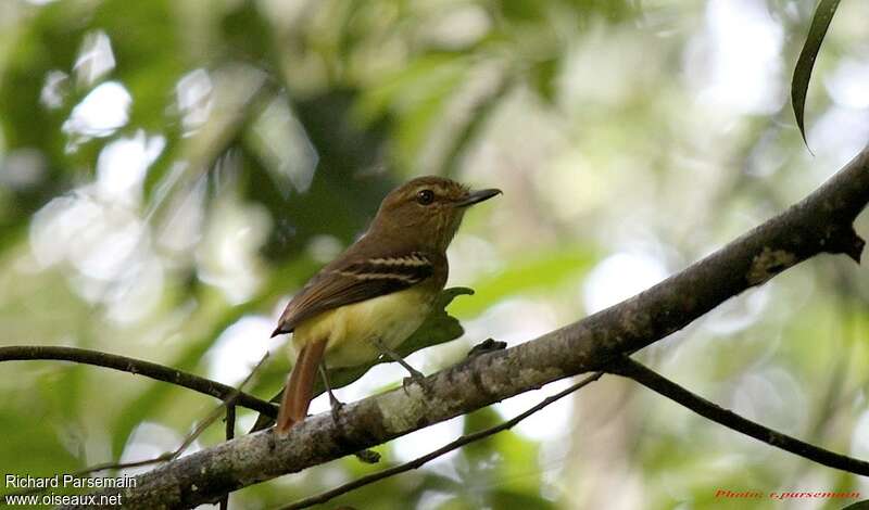 Bright-rumped Attilaadult, identification