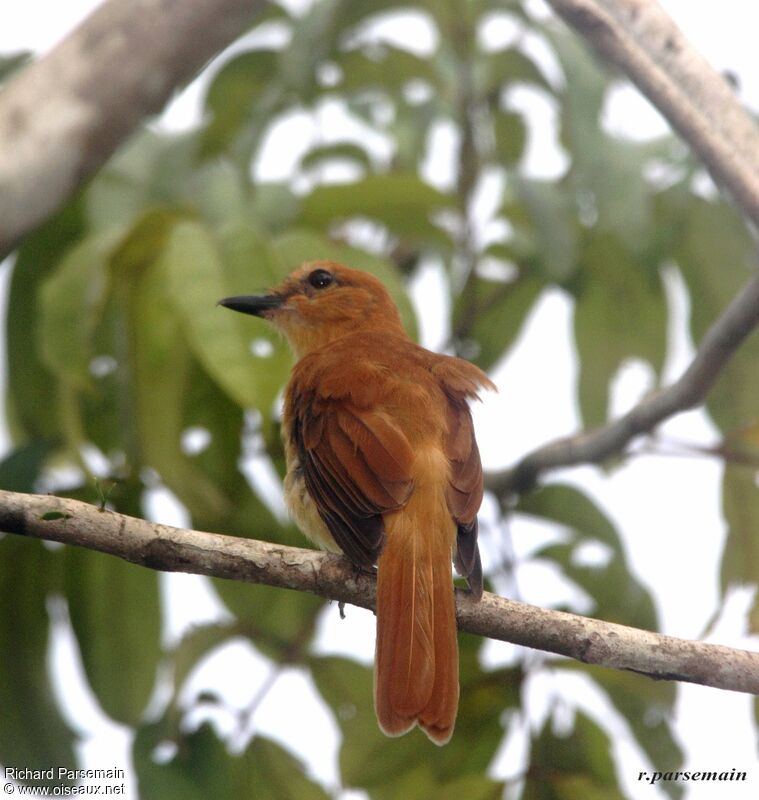 Cinnamon Attilaadult