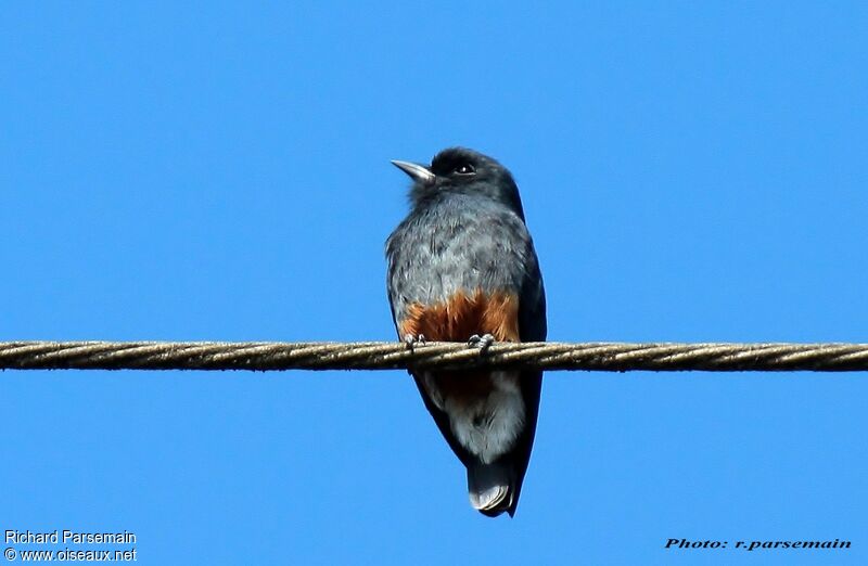 Swallow-winged Puffbirdadult