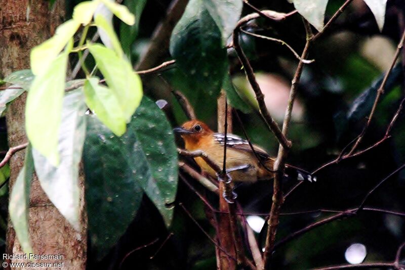 Amazonian Antshrike female adult