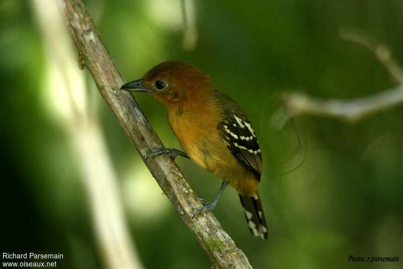 Amazonian Antshrike female adult, identification