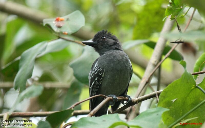 Blackish-grey Antshrike male adult