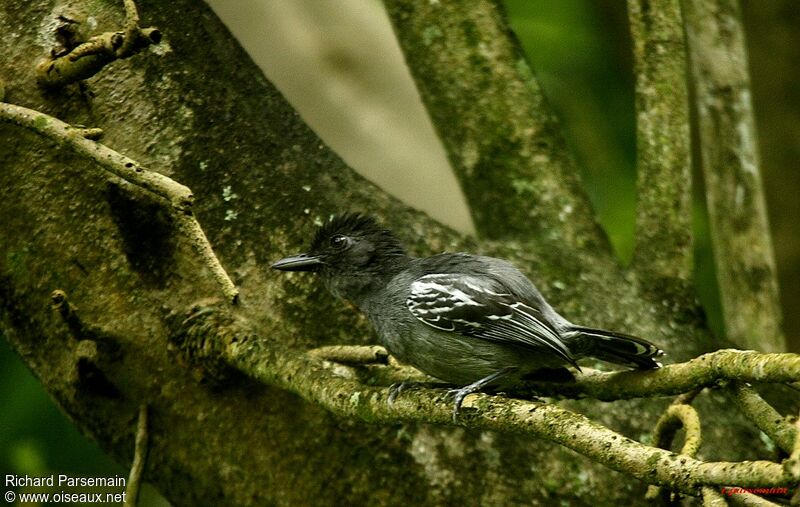 Blackish-grey Antshrike male adult