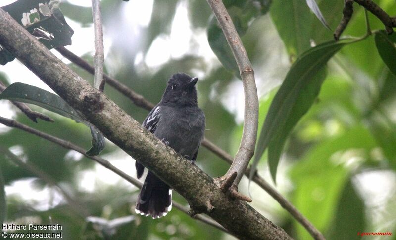 Blackish-grey Antshrike