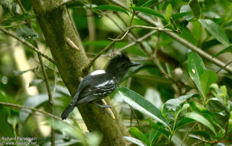 Blackish-grey Antshrike male adult