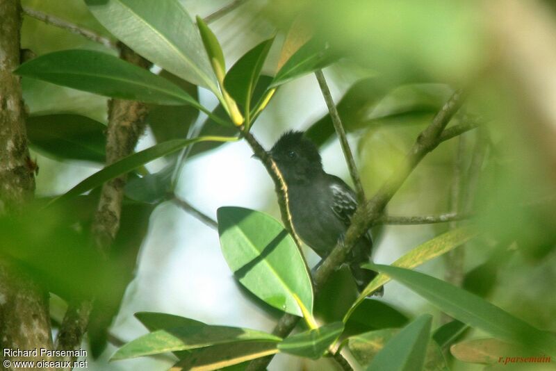 Blackish-grey Antshrike male adult