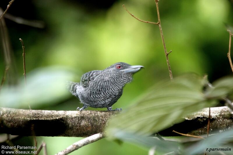 Fasciated Antshrike male adult