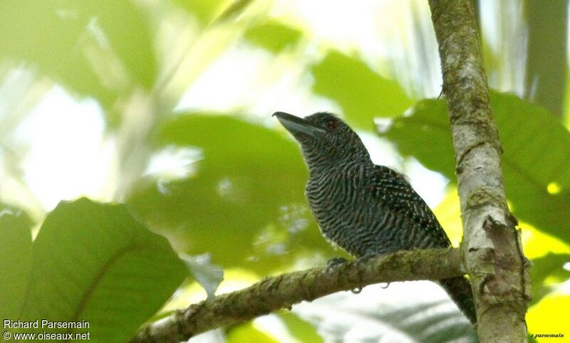 Fasciated Antshrike male adult