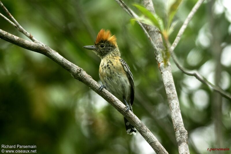 Black-crested Antshrike female adult