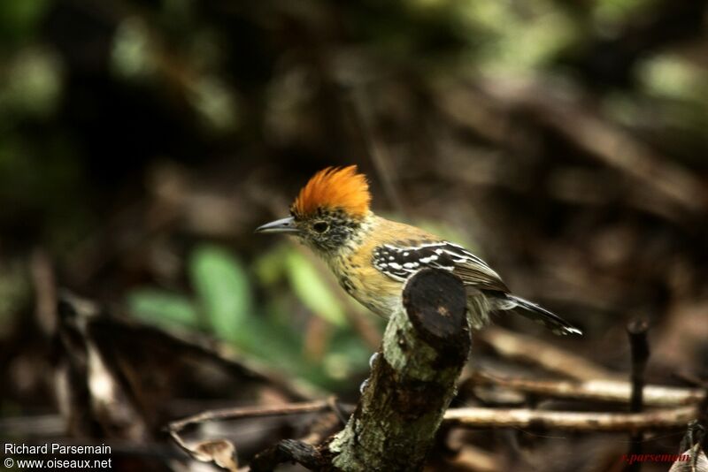 Black-crested Antshrike female adult