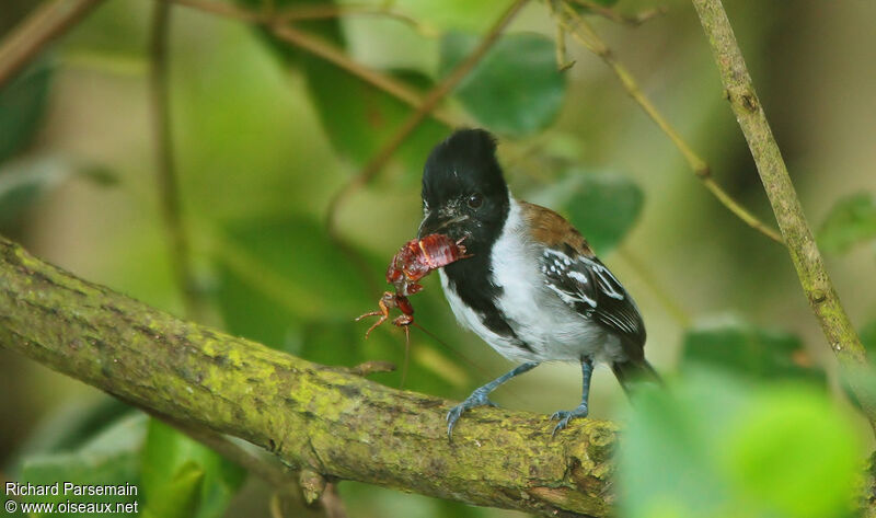 Black-crested Antshrike male adult