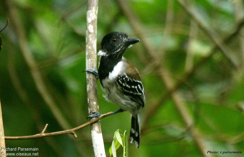 Black-crested Antshrike male adult