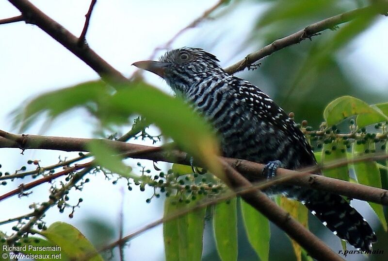 Barred Antshrike male adult