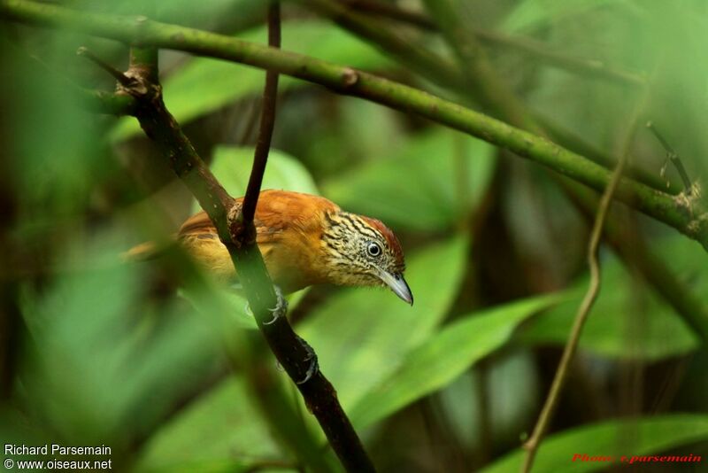 Barred Antshrike female adult