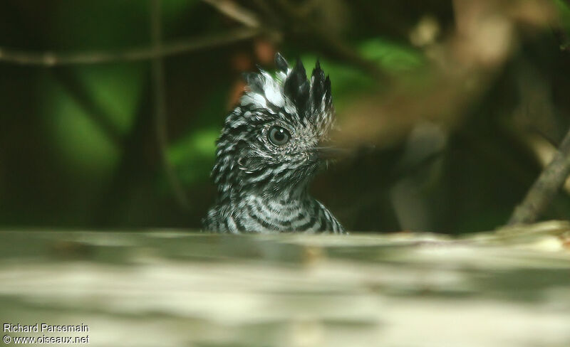 Barred Antshrike male adult