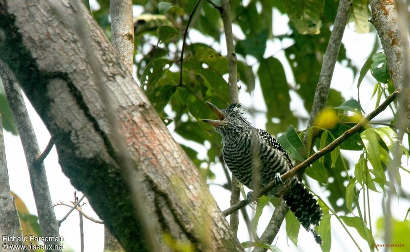 Barred Antshrike male adult