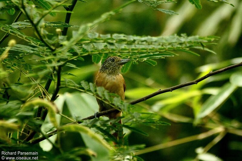 Barred Antshrike female adult