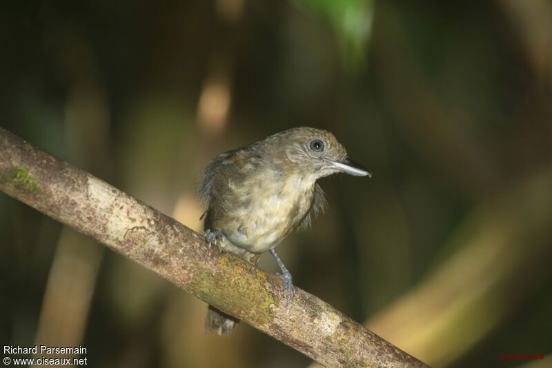 Mouse-colored Antshrikeadult