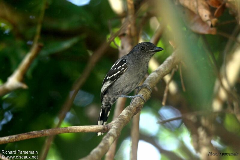 Northern Slaty Antshrike male adult