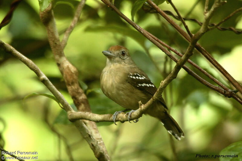 Northern Slaty Antshrike female adult