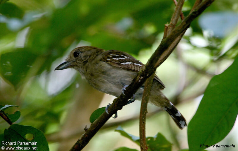 Northern Slaty Antshrike female adult