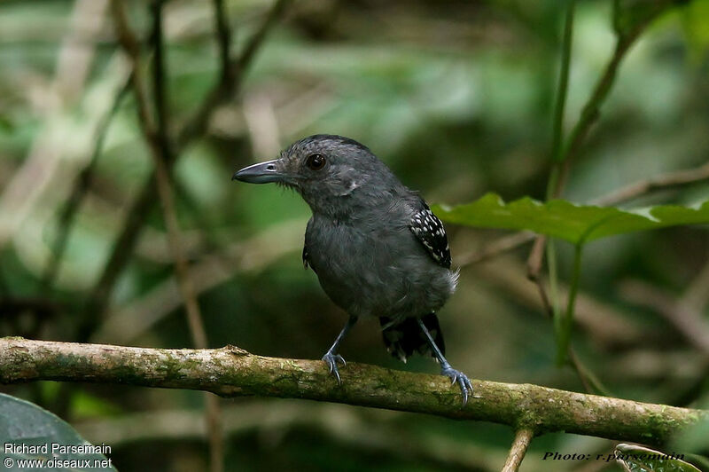 Northern Slaty Antshrike male adult