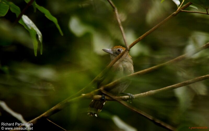 Northern Slaty Antshrike female adult